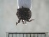  ( - USNM ENT 01014394)  @13 [ ] No Rights Reserved  Unspecified Unspecified
