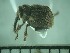  (Euhackeria sp. 433MW - USNM ENT 01014755)  @13 [ ] No Rights Reserved  Unspecified Unspecified