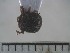  ( - USNM ENT 01014745)  @13 [ ] No Rights Reserved  Unspecified Unspecified
