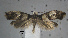  (Monopis sp - USNM ENT 01014049)  @14 [ ] No Rights Reserved  Unspecified Unspecified