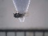  ( - USNM ENT 01014642)  @13 [ ] No Rights Reserved  Unspecified Unspecified