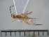  (Stantonia sp. ADC7865 - USNM ENT 01014578)  @12 [ ] No Rights Reserved  Unspecified Unspecified