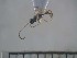  (CremastinaeGEN sp. ADD7284 - USNM ENT 01014657)  @13 [ ] No Rights Reserved  Unspecified Unspecified