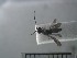  (Ascogaster sp. ADC9001 - USNM ENT 01014812)  @12 [ ] No Rights Reserved  Unspecified Unspecified