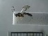  (CremastinaeGEN sp. ADC7828 - USNM ENT 01014777)  @12 [ ] No Rights Reserved  Unspecified Unspecified