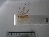  (Stantonia sp. ADC6389 - USNM ENT 01014778)  @12 [ ] No Rights Reserved  Unspecified Unspecified
