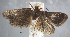  (Pyralis pictalis - USNM ENT 01014091)  @14 [ ] No Rights Reserved  Unspecified Unspecified