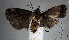  (Thaumatotibia zophophanes - USNM ENT 01014077)  @14 [ ] No Rights Reserved  Unspecified Unspecified