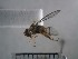  ( - USNM ENT 01014949)  @11 [ ] No Rights Reserved  Unspecified Unspecified