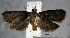  (Helictophanes sp. ACZ0871 - USNM ENT 01014008)  @14 [ ] No Rights Reserved  Unspecified Unspecified