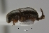  (Coccotrypes sp. ADD3763 - USNM ENT 01014711)  @13 [ ] No Rights Reserved  Unspecified Unspecified