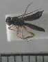  (Ascogaster sp. ADC6618 - USNM ENT 01014806)  @12 [ ] No Rights Reserved  Unspecified Unspecified