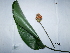  (Goeppertia - BIOPE-USM-01201)  @11 [ ] CreativeCommons - Attribution Non-Commercial Share-Alike (2019) Museo de Historia Natural, UNMSM Museo de Historia Natural, UNMSM