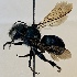  (Osmia chalybea - CCDB-32642 C01)  @11 [ ] CreativeCommons - Attribution Share-Alike (2020) Cory Sheffield Royal Saskatchewan Museum