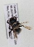  (Osmia tanneri - CCDB-20944 C10)  @12 [ ] Unspecified (default): All Rights Reserved (2014) Royal Saskatchewan Museum Royal Saskatchewan Museum