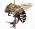  (Anthophora walshii - CCDB-20945 E04)  @15 [ ] No Rights Reserved (2015) Cory Sheffield Royal Saskatchewan Museum