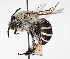  ( - CCDB-20945 E05)  @15 [ ] No Rights Reserved (2015) Cory Sheffield Royal Saskatchewan Museum