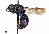  (Holopyga - CCDB-20946 G09)  @15 [ ] No Rights Reserved (2015) Cory Sheffield Royal Saskatchewan Museum