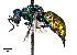  (Pseudospinolia - CCDB-20946 G12)  @15 [ ] No Rights Reserved (2015) Cory Sheffield Royal Saskatchewan Museum