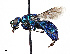  (Ceratochrysis - CCDB-20948 A04)  @15 [ ] No Rights Reserved (2015) Cory Sheffield Royal Saskatchewan Museum