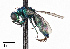  (Pseudomalus - CCDB-20948 A07)  @15 [ ] No Rights Reserved (2015) Cory Sheffield Royal Saskatchewan Museum