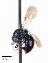  ( - CCDB-20948 A12)  @12 [ ] No Rights Reserved (2015) Cory Sheffield Royal Saskatchewan Museum