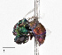  (Argochrysis trochilus - CCDB-20948 C09)  @13 [ ] No Rights Reserved (2015) Cory Sheffield Royal Saskatchewan Museum