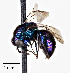  ( - CCDB-20948 C12)  @13 [ ] No Rights Reserved (2015) Cory Sheffield Royal Saskatchewan Museum