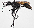  ( - CCDB-20948 E03)  @12 [ ] No Rights Reserved (2015) Cory Sheffield Royal Saskatchewan Museum