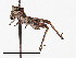  ( - CCDB-20948 G07)  @12 [ ] No Rights Reserved (2015) Cory Sheffield Royal Saskatchewan Museum