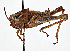  (Melanoplus madeleineae - CCDB-20948 H03)  @14 [ ] No Rights Reserved (2015) Cory Sheffield Royal Saskatchewan Museum