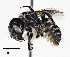  (Ashmeadiella bucconis denticulata - CCDB-25140 C04)  @14 [ ] © (2017) Cory Sheffield Royal Saskatchewan Museum