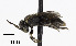  ( - CCDB-25169 C05)  @14 [ ] © (2018) Cory S. Sheffield Royal Saskatchewan Museum