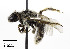  ( - CCDB-25169 D02)  @13 [ ] © (2018) Cory S. Sheffield Royal Saskatchewan Museum