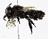  (Megachile gemula - CCDB-25169 E09)  @15 [ ] © (2018) Cory S. Sheffield Royal Saskatchewan Museum