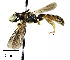  (Protandrena verbesinae - CCDB-25169 G04)  @14 [ ] © (2018) Cory S. Sheffield Royal Saskatchewan Museum