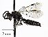  ( - CCDB-25169 G10)  @14 [ ] © (2018) Cory S. Sheffield Royal Saskatchewan Museum