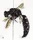  (Myzinum obscurum - CCDB-25172 A08)  @11 [ ] © (2018) Cory S. Sheffield Royal Saskatchewan Museum