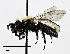 ( - CCDB-25172 G06)  @13 [ ] © (2018) Cory S. Sheffield Royal Saskatchewan Museum