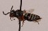  ( - CCDB-32640 H10)  @11 [ ] No Rights Reserved (2020) Cory Sheffield Royal Saskatchewan Museum