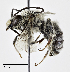  ( - CCDB-32645 E11)  @11 [ ] Copyright (2019) Cory Sheffield Royal Saskatchewan Museum