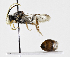  ( - CCDB-32645 H03)  @11 [ ] Copyright (2019) Cory Sheffield Royal Saskatchewan Museum