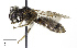  ( - CCDB-32649 A10)  @11 [ ] © (2019) Cory S. Sheffield Royal Saskatchewan Museum