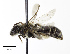  ( - CCDB-32649 A11)  @11 [ ] © (2019) Cory S. Sheffield Royal Saskatchewan Museum