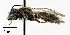  ( - CCDB-32649 B04)  @13 [ ] © (2019) Cory S. Sheffield Royal Saskatchewan Museum