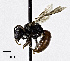  ( - CCDB-32649 C02)  @11 [ ] © (2019) Cory S. Sheffield Royal Saskatchewan Museum
