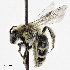  ( - CCDB-32649 D09)  @13 [ ] © (2019) Cory S. Sheffield Royal Saskatchewan Museum