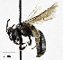  ( - CCDB-32649 G07)  @11 [ ] © (2019) Cory S. Sheffield Royal Saskatchewan Museum
