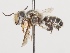  (Megachile cylindrica - CCDB-38307_E11)  @11 [ ] CreativeCommons - Attribution Share-Alike (2022) Cory Sheffield Royal Saskatchewan Museum