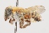  (Megachile vestis - CCDB-38307_F08)  @11 [ ] CreativeCommons - Attribution Share-Alike (2022) Cory Sheffield Royal Saskatchewan Museum